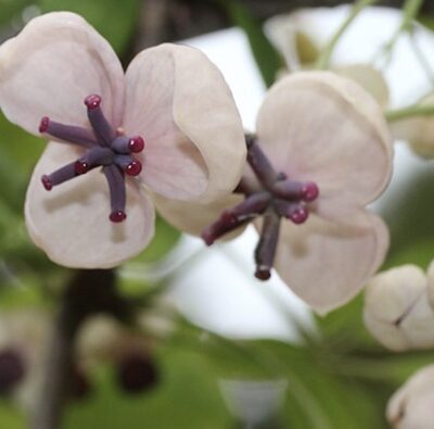 Fiore di Akebia quinata 'Cream Form'