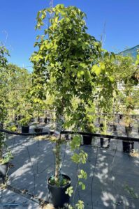 Akebia quinata - Vivai Frappetta