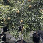 CLEMENTINO HERNANDINA CL30 extra