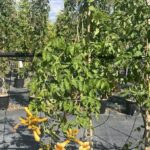 Campsis grandiflora 'Yellow Trumpet' BIGNONIA - Vivai Frappetta