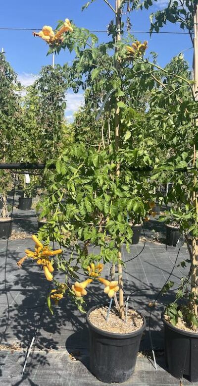 Campsis grandiflora 'Yellow Trumpet' BIGNONIA - Vivai Frappetta
