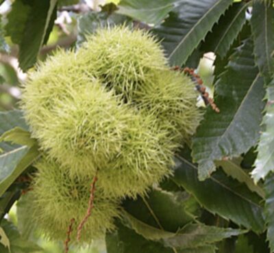Castagno Rossolina