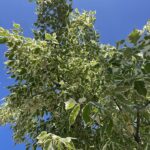 Dettaglio Acer negundo 'Flamingo'