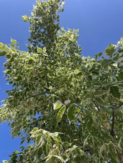 Dettaglio Acer negundo 'Flamingo'