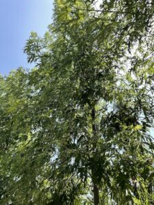 Dettaglio Acer saccharinum 'Wieri Laciniatum' - Vivai Frappetta