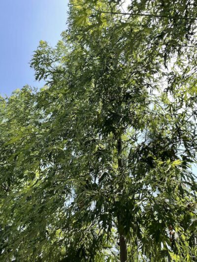Dettaglio Acer saccharinum 'Wieri Laciniatum' - Vivai Frappetta