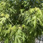 Dettaglio Acer saccharinum ‘Wieri Laciniatum’
