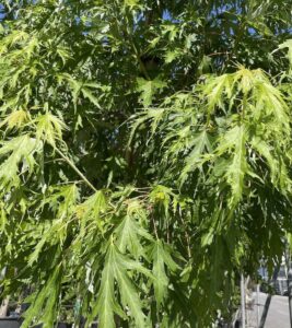 Dettaglio Acer saccharinum ‘Wieri Laciniatum’