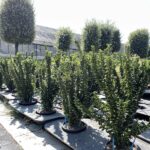 Euonymus japonicus 'Benkomasaki'