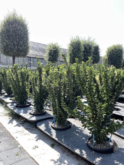 Euonymus japonicus 'Benkomasaki'