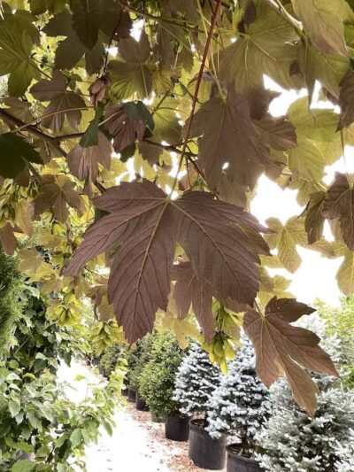 Foglie di Acer pseudoplatanus 'Atropurpureum' - Vivai Frappetta