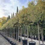 Ligustrum japonicum 'Aurea'