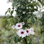 Pandorea jasminoides 'Variegata' - Dettaglio - Vivai Frappetta