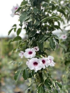 Pandorea jasminoides 'Variegata' - Dettaglio - Vivai Frappetta