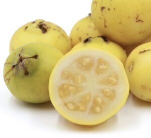 Psidium guayava 'Lemon'