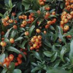 Pyracantha 'Navaho' PYRACANTA NANO