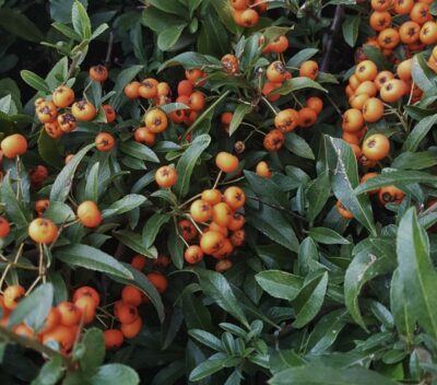 Pyracantha 'Navaho' PYRACANTA NANO