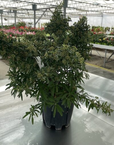 Pyracantha Navaho PYRACANTA NANO CL9