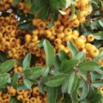 Pyracantha 'Teton' PYRACANTA COMPATTO