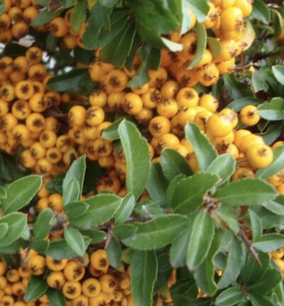 Pyracantha 'Teton' PYRACANTA COMPATTO