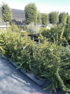 Pyracantha 'Teton' PYRACANTA COMPATTO - Vivai Frappetta