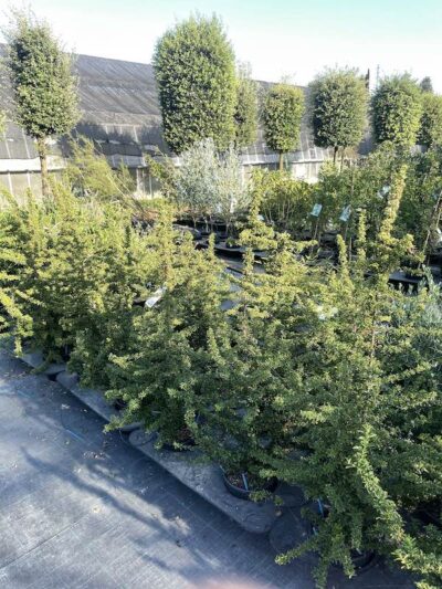 Pyracantha 'Teton' PYRACANTA COMPATTO - Vivai Frappetta