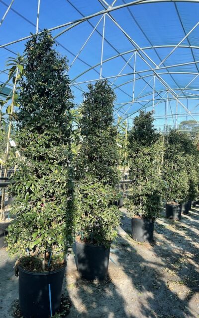 Pyracantha gibbsii -Vivai Frappetta