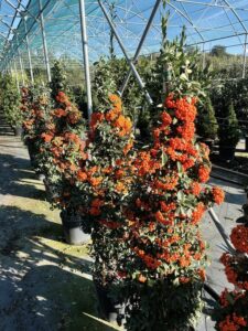Pyracantha ‘Mohave’ CL25 Vivai Frappetta