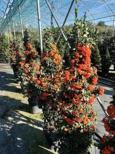 Pyracantha ‘Mohave’ CL25 Vivai Frappetta