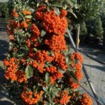 Pyracantha ‘Mohave’ -Vivai Frappetta