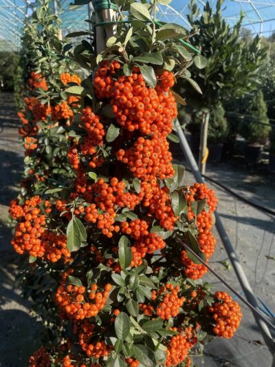 Pyracantha ‘Mohave’ -Vivai Frappetta