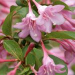 Weigelia florida 'Pink Princess'