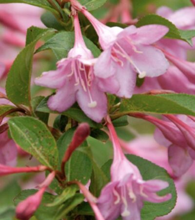 Weigelia florida 'Pink Princess'