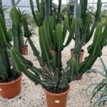Euphorbia avasmontana - Vivai Frappetta