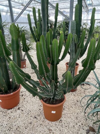 Euphorbia avasmontana - Vivai Frappetta