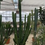 Euphorbia eritrea - Vivai Frappetta