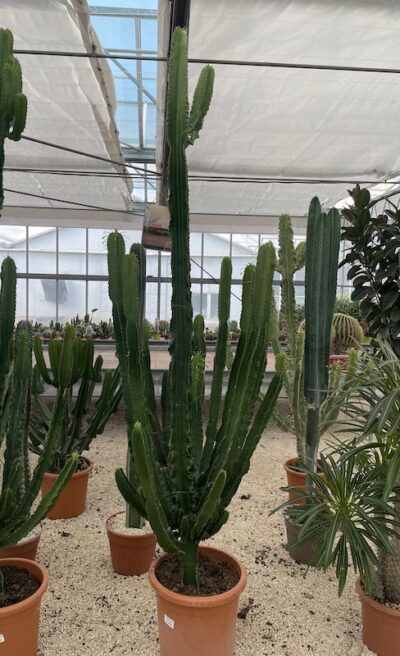 Euphorbia eritrea - Vivai Frappetta
