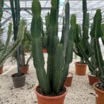 Euphorbia ingens - Vivai Frappetta