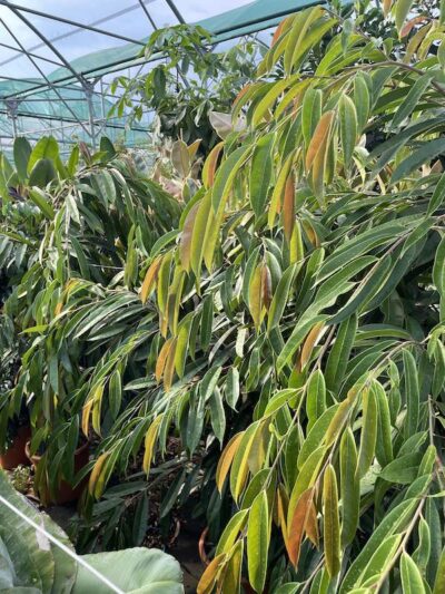 Foglie di Ficus binnendijkii - Vivai Frappetta