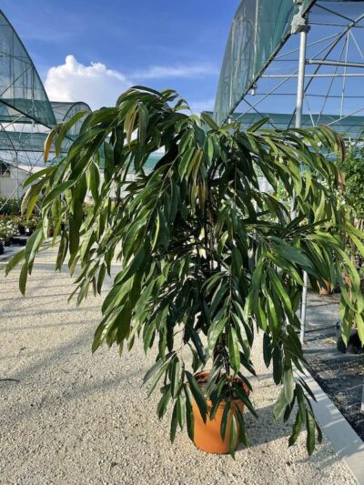 Ficus binnendijkii - Vivai Frappetta