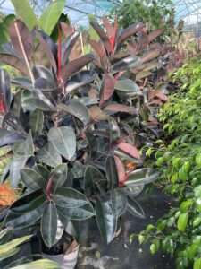 Ficus elastica 'Abidjan'