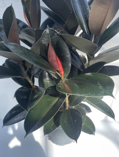Ficus elastica 'Abidjan' Vaso 21