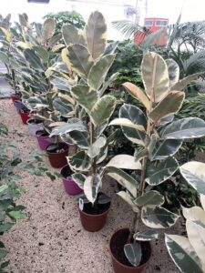 Ficus elastica 'Tineke' 150-175