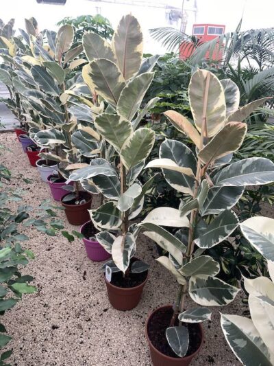 Ficus elastica 'Tineke' 150-175