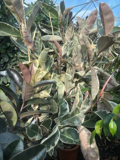 Ficus elastica 'Tineke'