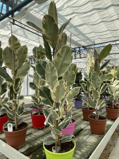 Ficus elastica 'Tineke' H125-150 Vivai Frappetta