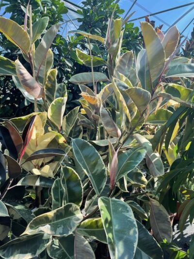 Ficus elastica 'Tineke' H200-250 Vivai Frappetta