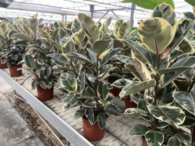 Ficus elastica 'Tineke' multiplo 80-100