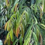 Foglie di Ficus binnendijkii - Vivai Frappetta