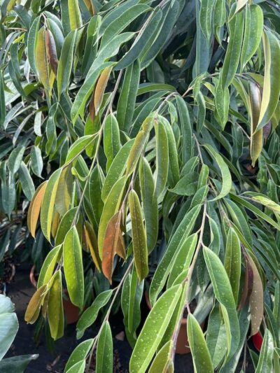 Foglie di Ficus binnendijkii - Vivai Frappetta